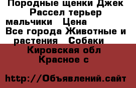 Породные щенки Джек Рассел терьер-мальчики › Цена ­ 40 000 - Все города Животные и растения » Собаки   . Кировская обл.,Красное с.